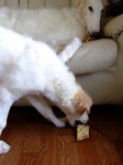 image of borzoi