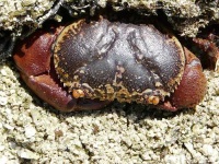 image of rock_crab