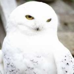 image of bird