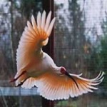 image of asian_crested_ibis #7