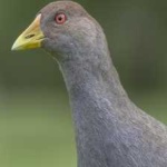 image of bird