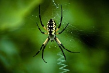 image of black_and_gold_garden_spider