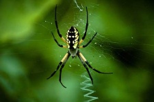 image of black_and_gold_garden_spider #20