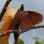 image of bird