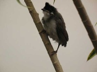image of bulbul