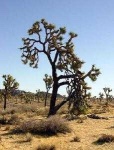 image of joshua_tree