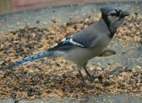 image of jay