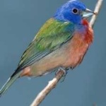image of bird
