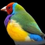 image of bird