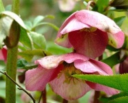 image of flower