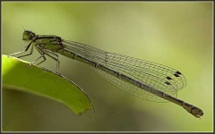 image of dragonfly