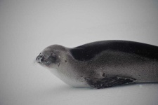 image of animal