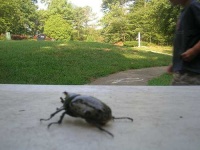 image of rhinoceros_beetle #12