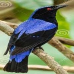 image of bird
