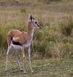 image of gazelle