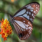 image of animal