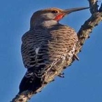 image of bird