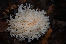 image of coral_fungus