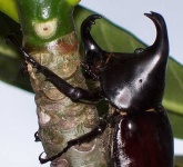 image of rhinoceros_beetle #18