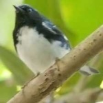 image of black_throated_warbler #9