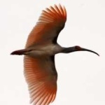 image of asian_crested_ibis #10