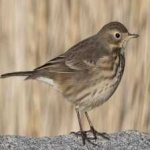 image of american_pipit #31