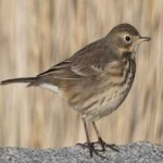 image of bird