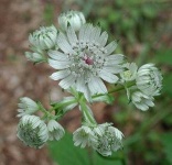 image of flower