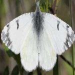 image of animal