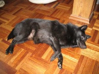 image of schipperke