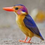 image of bird