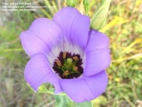 image of flower