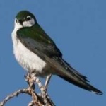 image of bird