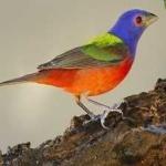 image of bird