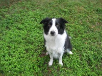 image of border_collie