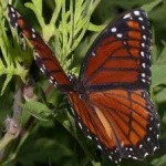 image of animal