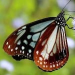 image of animal
