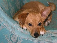 image of basenji