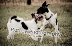 image of papillon