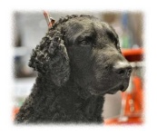 image of curly_coated_retriever