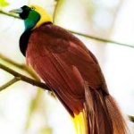 image of bird