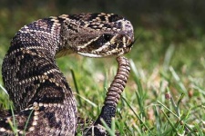 image of diamondback
