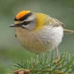 image of bird
