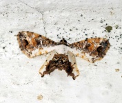 image of animal