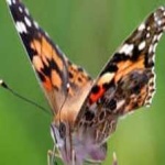 image of animal
