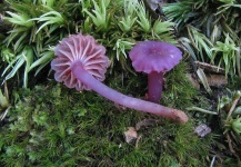 image of mushrooms