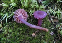 image of hygrocybe #2