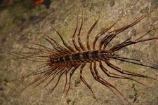 image of centipede
