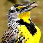 image of eastern_meadowlark #19