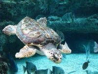 image of loggerhead